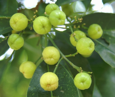 多要素氣象站：油柑種植需要什么樣的氣候條件？
